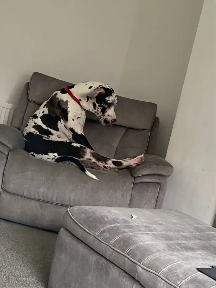 20+ уморительных кадров с животными