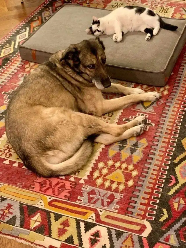 Правила и хорошие манеры существуют для всех, кроме котов