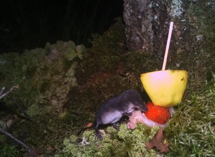 Обыкновенная кутора: Неприметный зверёк с парализующим ядом в слюне. Яд — это чрезвычайная редкость у млекопитающих!