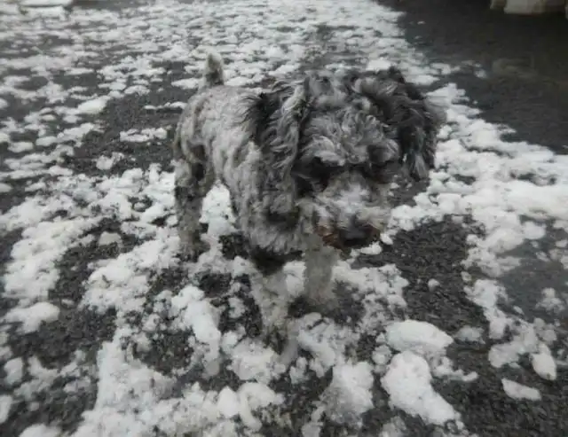 Ситуации, когда люди и животные проявляли внезапное мастерство маскировки