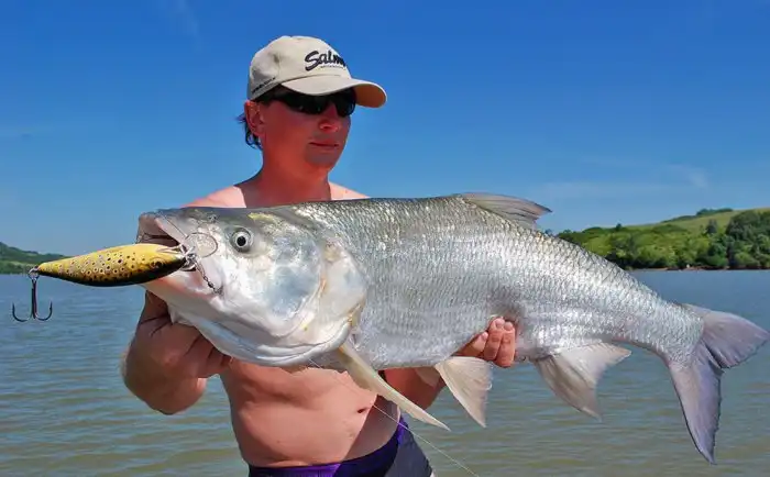 Жерех: Рестлер от мира рыб. С силой прыгает об воду, чтобы оглушить всю живность вокруг