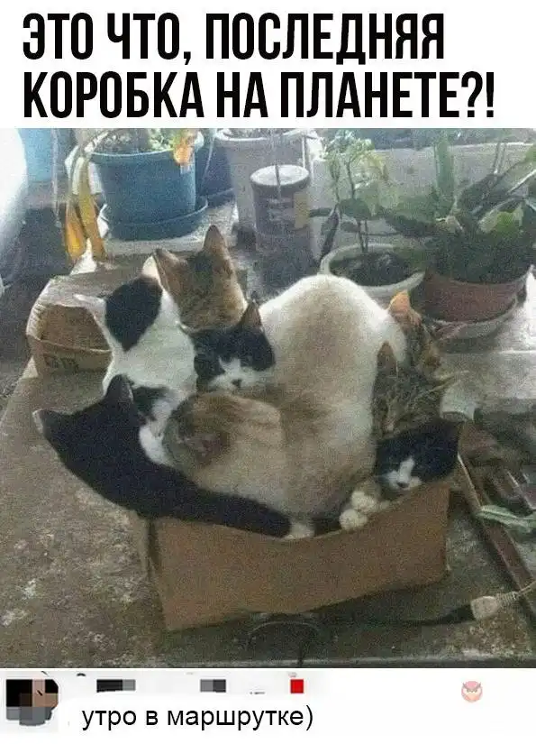 Картинки и мемы для настроения