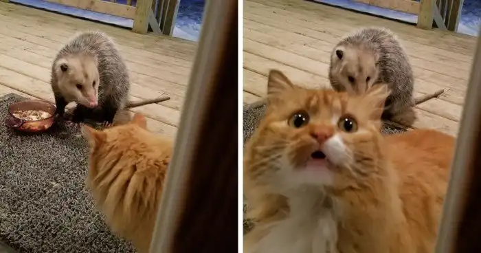 18 опоссумов, чьи забавные мордахи опровергнут все мифы об их безобразности и злобности