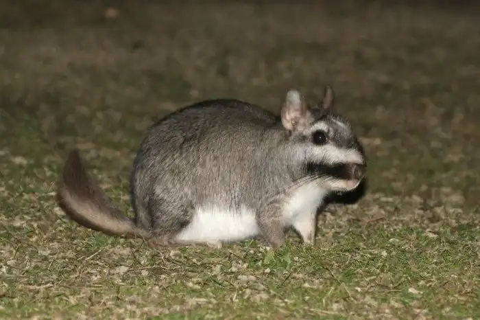 Равнинная вискаша: Коллективно строят огромные подземные комплексы, а получаются ловушки для фермеров и скота