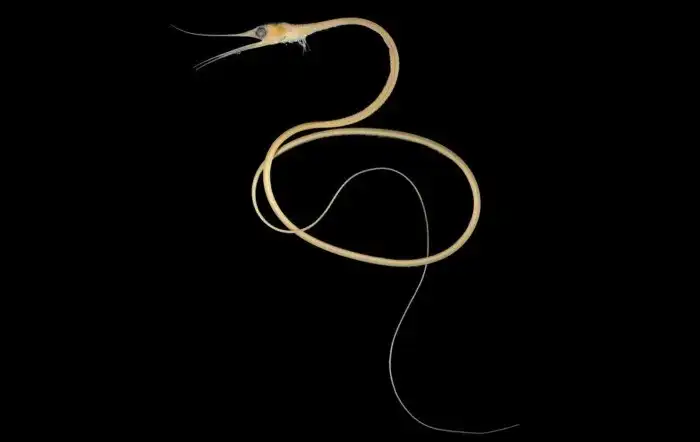 Нитехвостый угорь: Самое худое позвоночное планеты и его уникальный образ жизни