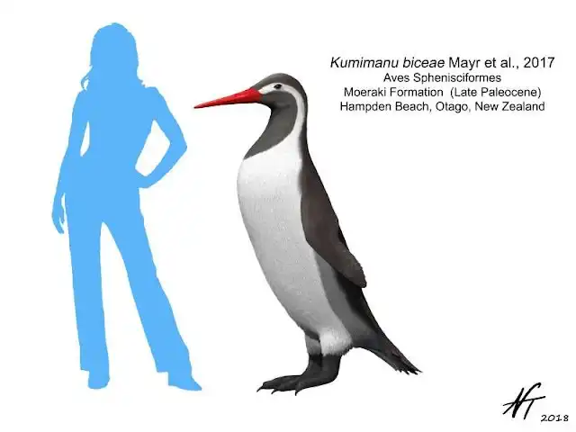 Кумиману бикея: Крупнейший пингвин за всю историю. Он был ростом со среднестатистического мужчину. Почему гигант вымер?