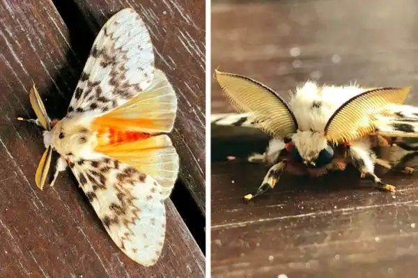 Загадочные животные и насекомые, которые явно прилетели к нам с другой планеты