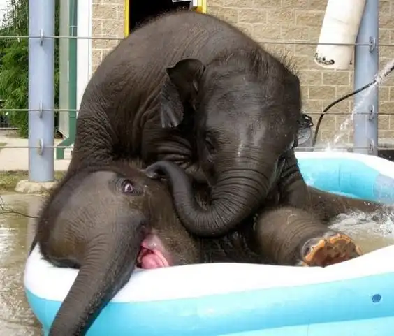 Фото маленьких слоников, которые вызовут у вас улыбку