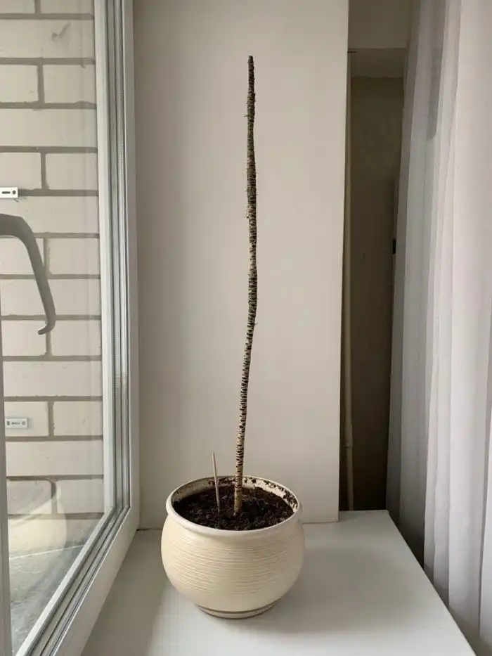 Пользователи сети делятся фото страшненьких растений