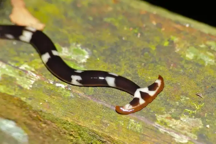 Червь-молот: Кушает животом, размножается хвостами, смертельно ядовит. Настоящий читер от мира беспозвоночных