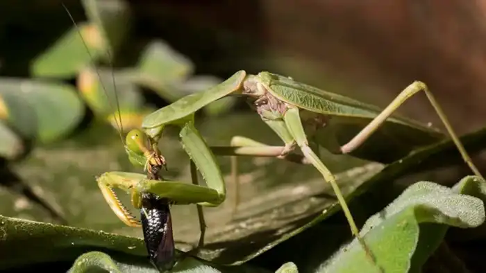 Древесный богомол: Насекомое из Азии, способное одолеть даже змею. Воинственный вид расширяет владения и надвигается на Россию