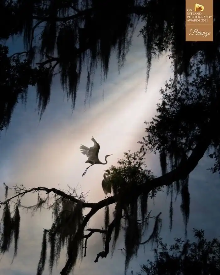 Фотоконкурс One Eyeland объявил победителей