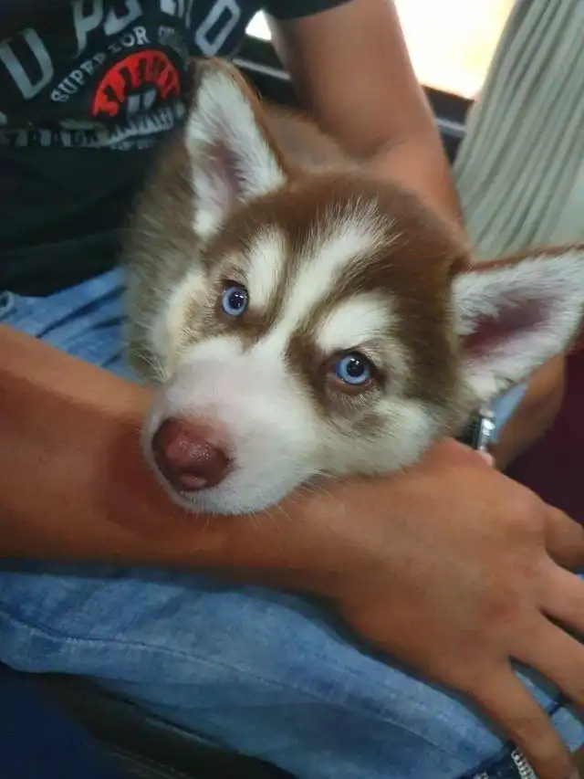 16 случаев, когда люди повстречали в транспорте пушистых попутчиков