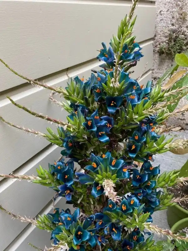 Удивительные растения, названия которых знают только эксперты