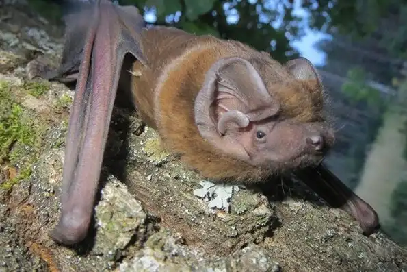 Гигантская вечерница: Самая большая летучая мышь Европы. Она охотится даже на птиц!