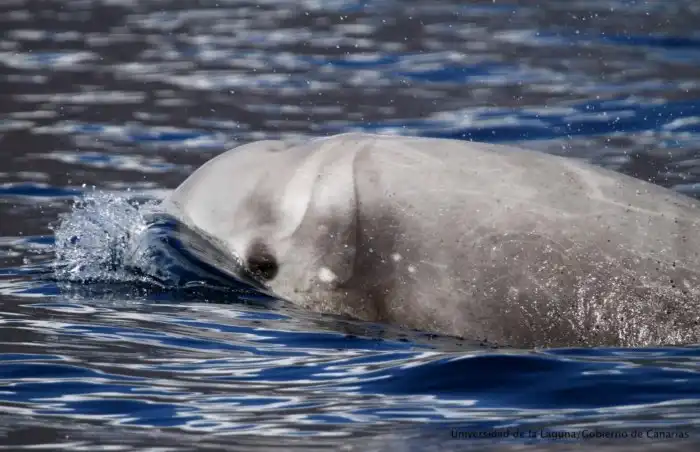 Клюворыл: Кит, что обитает во мраке бездны. Опускается на глубину в 3 километра и задерживает дыхание на 3 часа!