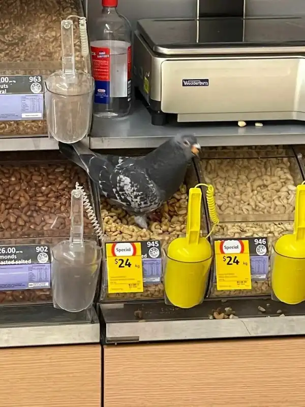 Птицы - главные хулиганы в мире животных