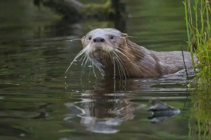 Рефугиум: Последний шанс вида на выживание. Зона, в которой животные пережидают глобальные катаклизмы