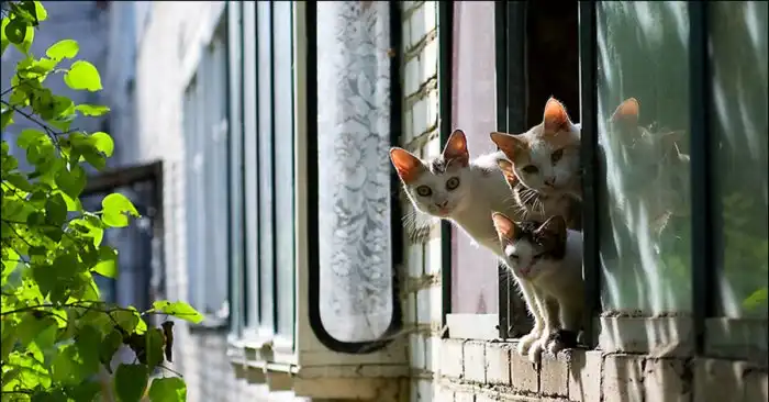 Сезон кошкопада начался. Как уберечь своего питомца от выпадения из окна?