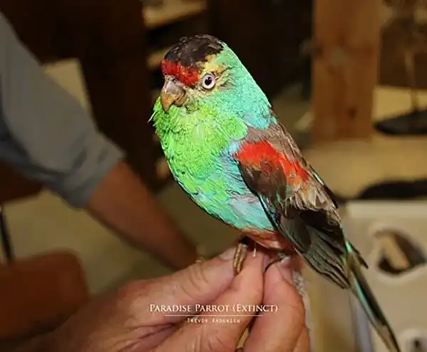 Райский попугай: Жил в термитниках и вымер из-за своей красоты. Люди так сильно полюбили его, что случайно истребили