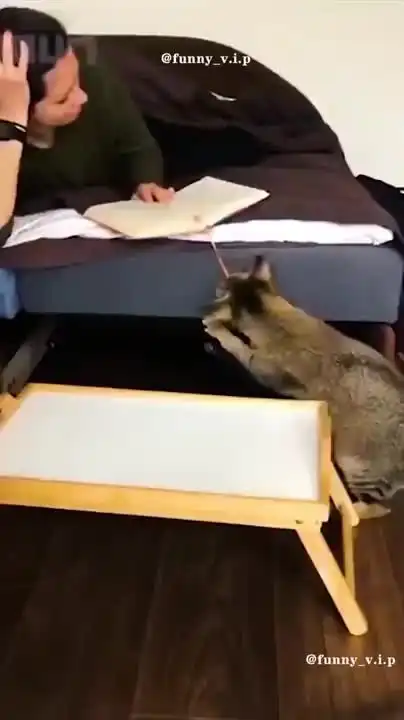 Тут про ваших котов⁠⁠