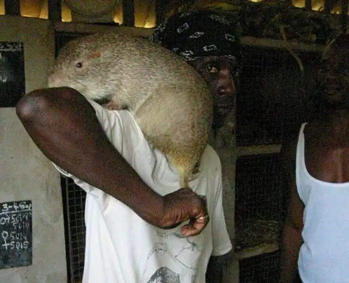 Большая тростниковая крыса: Грызун размером с кошку устраивает бизнес-революцию в африканском сельском хозяйстве