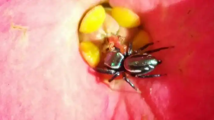 Багира киплинга: Единственный в мире травоядный паук и его бесконечное противостояние с муравьями