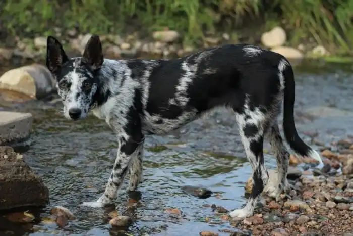 Кули: Спас фермеров Австралии своими феноменальными пастушьими качествами. Умеют управляться с быками и бегать по спинам овец