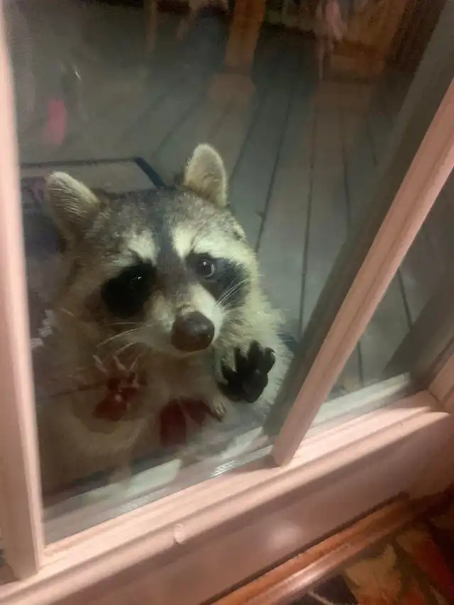 16 фотографий, когда люди неожиданно встречали диких животных