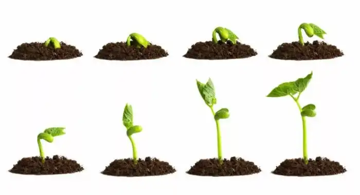 Могут ли проглоченные семена прорасти в желудке?