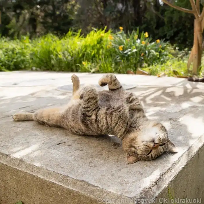 Мир озорных уличных котов в объективе японского фотографа