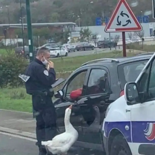 40 забавных фотографий, предыстория которых канула в Лету
