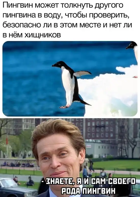 Картинки и мемы