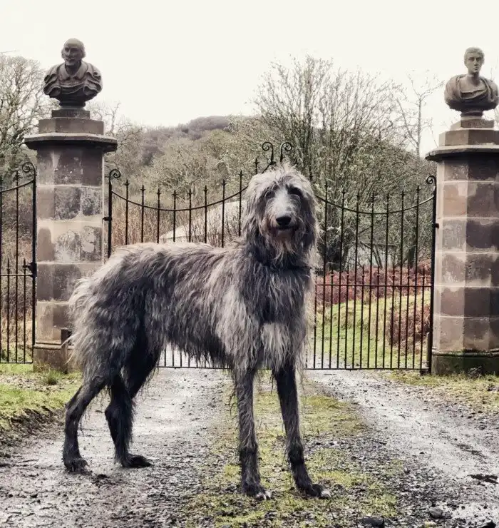 16 пород собак-тяжеловесов