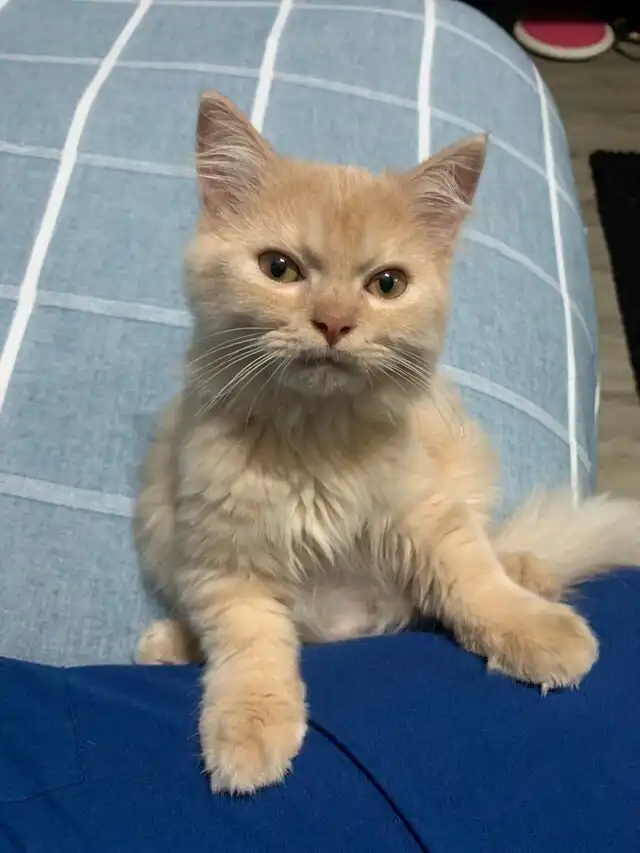 15 уморительных кадров, доказывающих, что хвостатые тоже очень эмоциональны