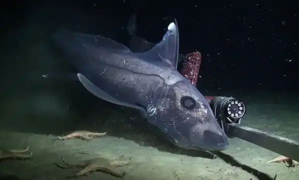 "Кто проживает на дне океана?": Удивительные и странные обитатели подводного мира