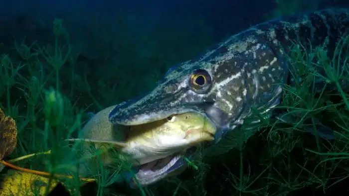 Щука против пираньи: кто сильней?