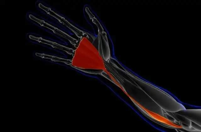 Доказательства эволюции, которые демонстрирует человеческое тело
