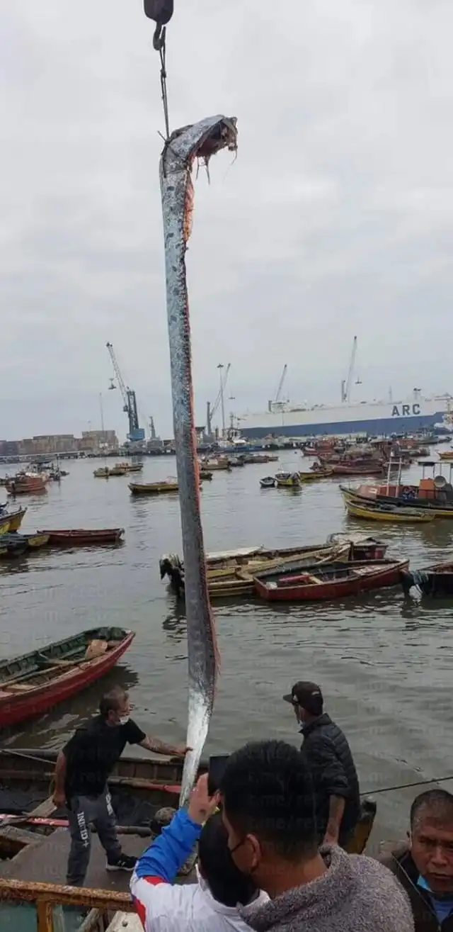 В Чили выловили 5-метровое чудище, которое является предвестником катастроф