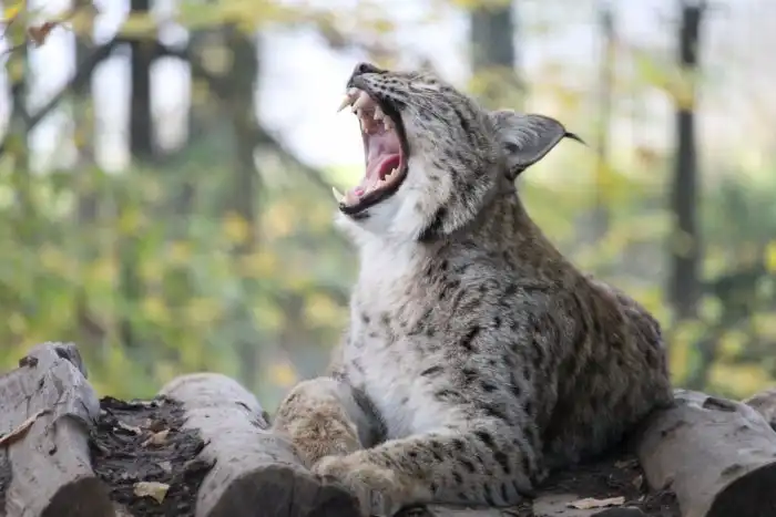 Рыси-людоеды. Неужели они существуют?