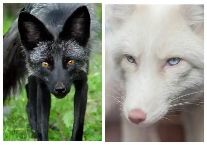 Черное и белое: 17 сумасшедших "измов" из мира природы