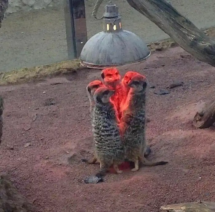 Какие же они чудики: фото животных, заряжающие позитивом