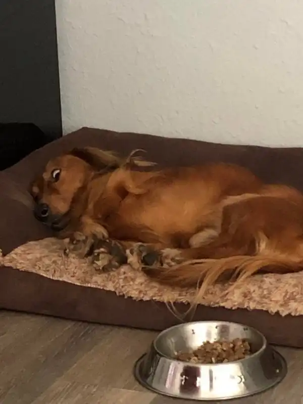 Просто забавные собаки для хорошего настроения