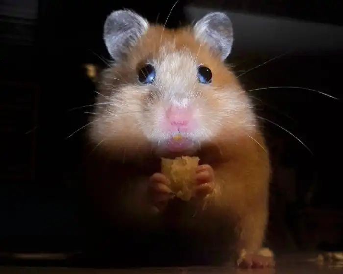 5 причин не заводить хомяков дома. Очевидные и неочевидные трудности