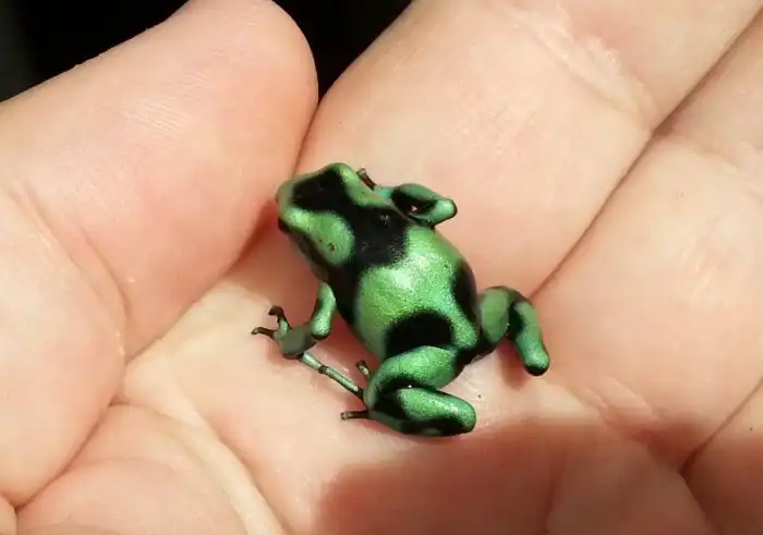 Красящий древолаз: Эстафета смертельного яда в природе. Эта лягушка крадёт яд у насекомых, а потом змеи крадут яд у неё