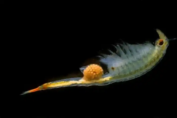 Высшая степень живучести: несколько лет в высушенном состоянии и без кислорода. Как в таких условиях удается выжить маленьким рачкам