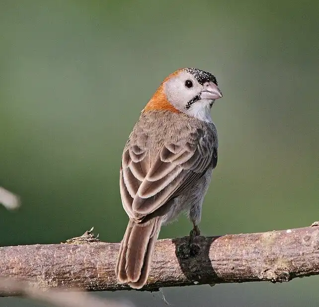 Гигантское гнездо птицы-ткачика. 5 фактов про пернатого «монстра», который тут живет