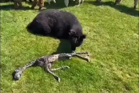 Только что родившаяся альпака⁠⁠