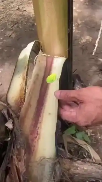 Изжабие ада или лягушачий дьявол