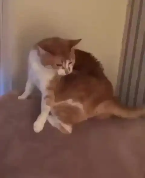 Кот против хвоста